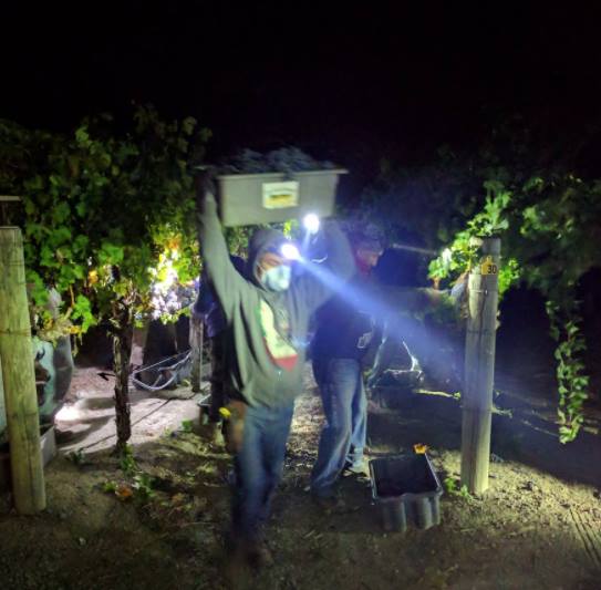 Night harvest in Wine Country during fire season